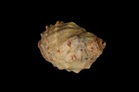 藏品(金絲岩螺)的圖片